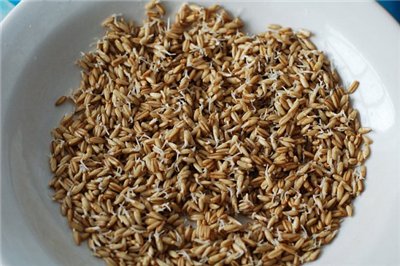 ячмень посевной первой репродукции сорт Достойный (двуручка)