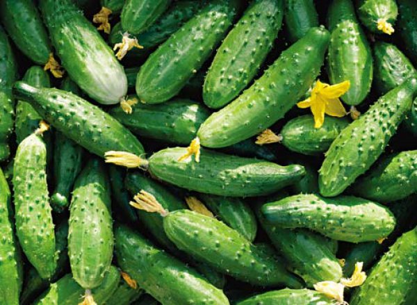 ПРОДАМ ОГУРЦЫ СВЕЖИЕ