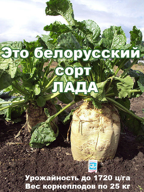 Высокоурожайные семена кормовой свеклы сорт ЛАДА