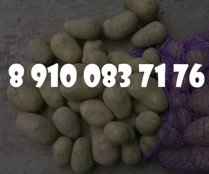 Картофель оптом по 6.50 рубкг
