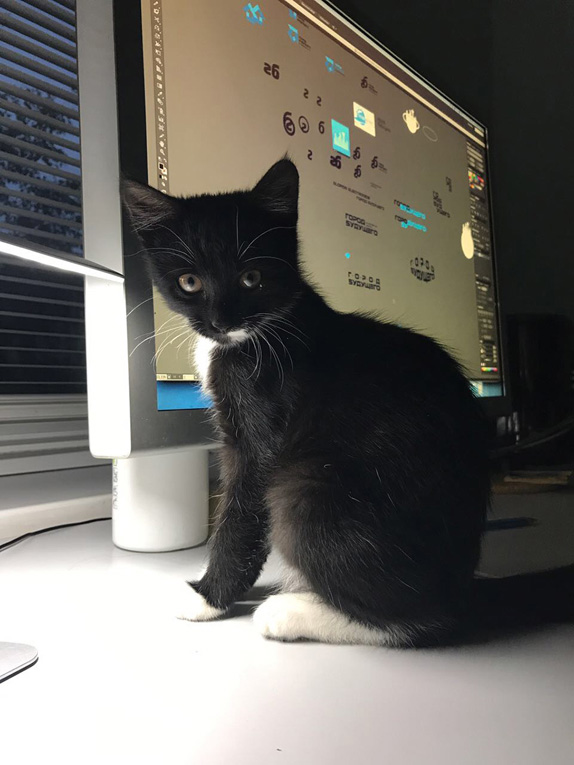 Игривый котнок-девочка Ума в дар