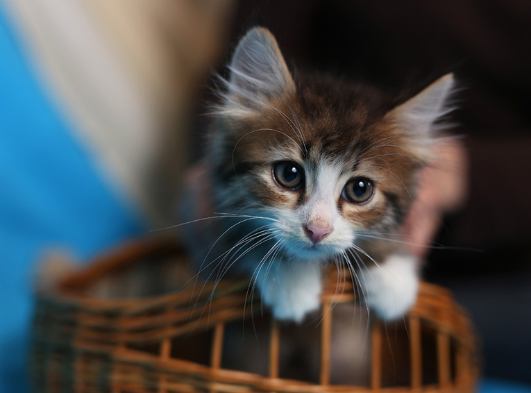 Красивые и умные котята в дар. 2 котика и кошечка