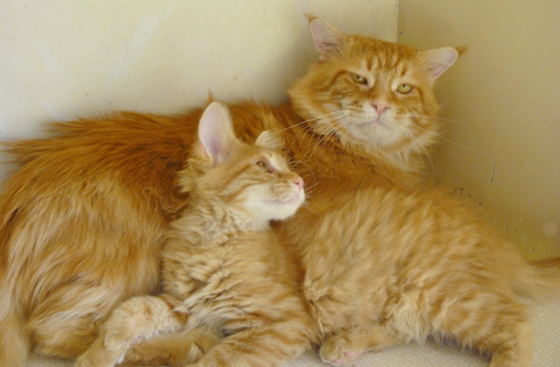 Котята мейн кун ждут вас