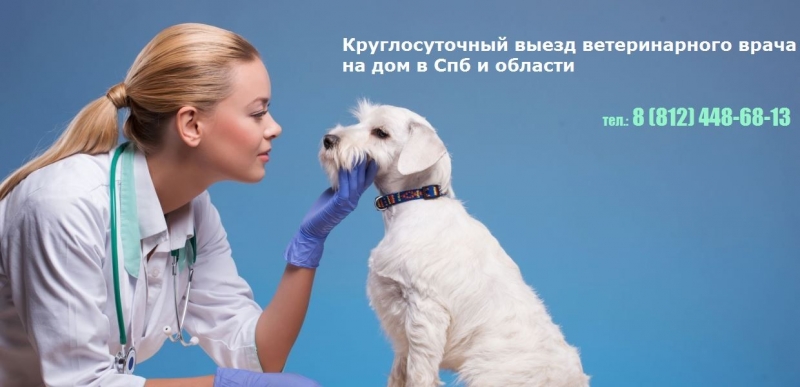 Круглосуточная ветклиника в Спб Ветеринарный Питер