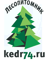 Кедр Сибирский г. Миасс