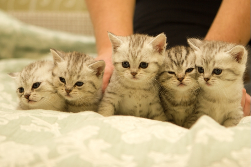 Шотландские котятки