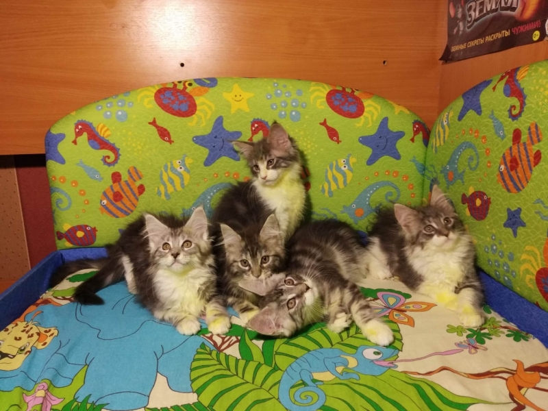 Мейн кун 2 месяца