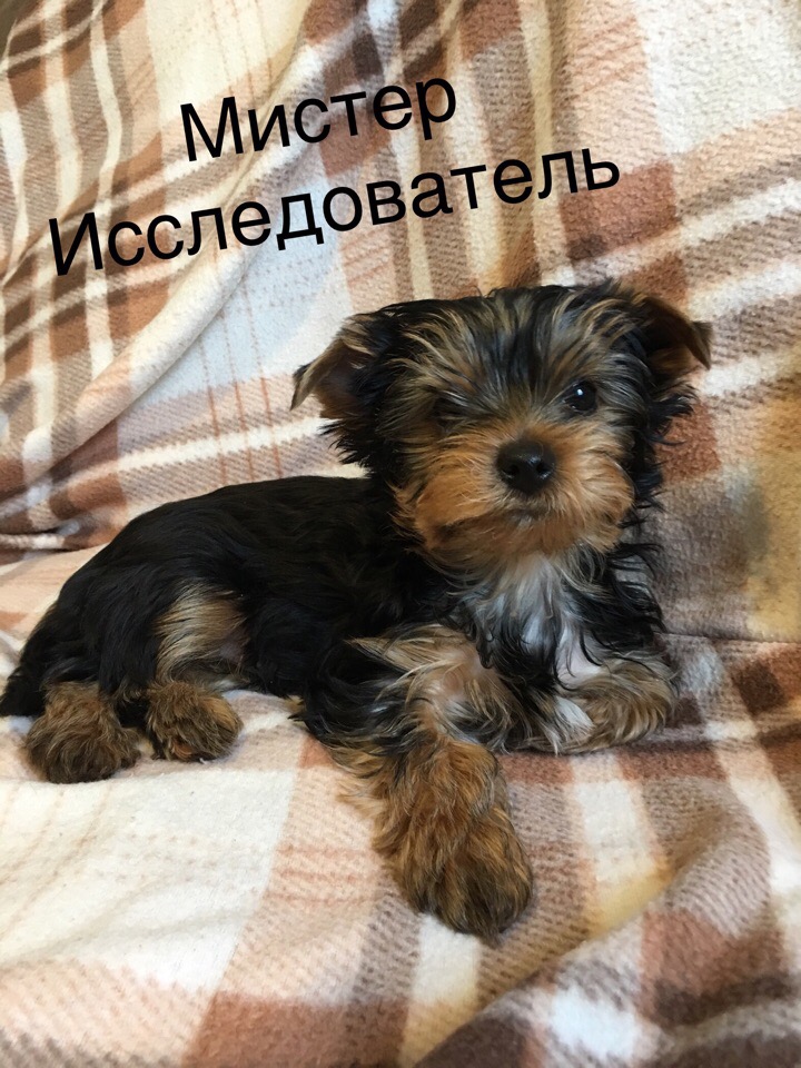 12837312799782059794 Шерлок Холмс и 12810412799782059877доктор Ватсон ищут того, кому нужна любовь и радость