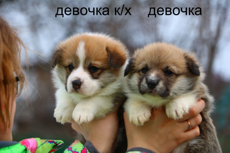 Вельш Корги Пемброк
