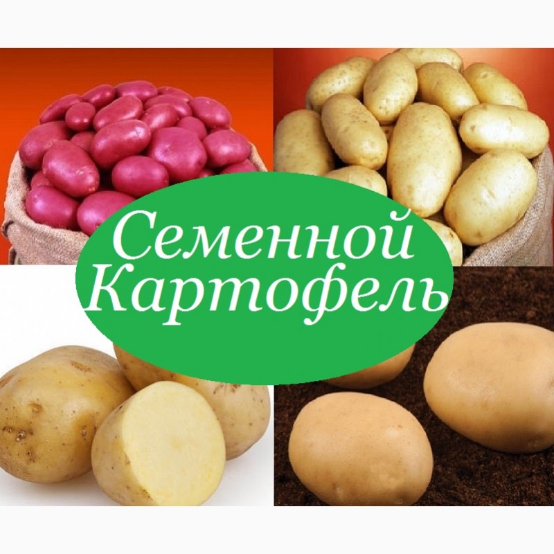 Продам картофель посевной посадочный