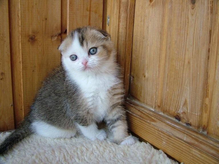 Шотландские котята нежные, как весенняя верба