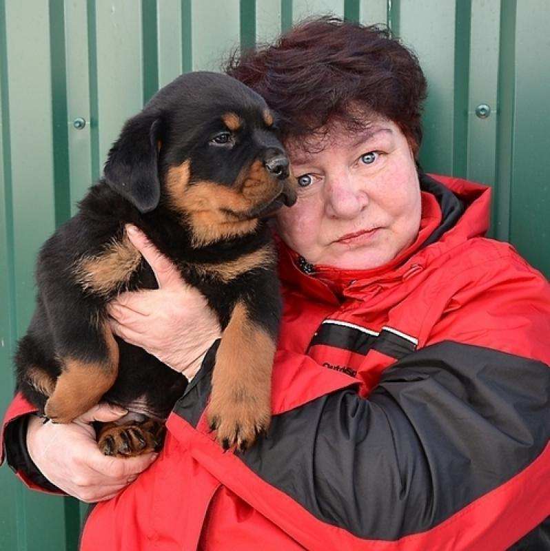 Щенки ротвейлера родословная РКФ
