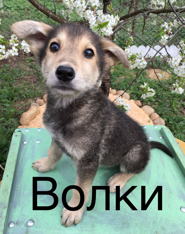Очень хорошенькие щенки в дар
