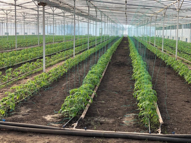 Продам готовый бизнес теплицу с домом или обмен. Собственник.