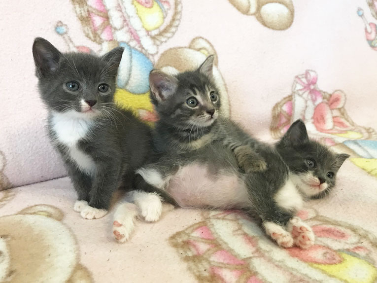 Маленькие, очень красивые котята в дар