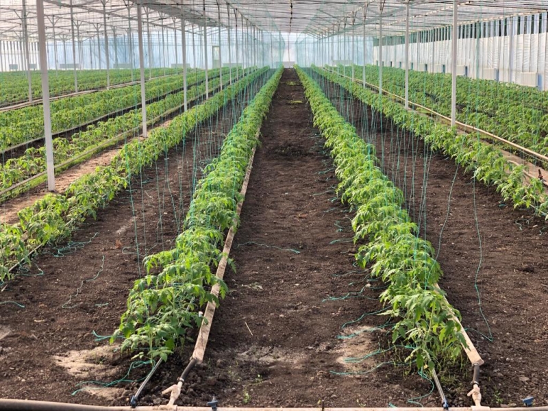 Продам готовый бизнес теплицу с домом или обмен. Собственник.