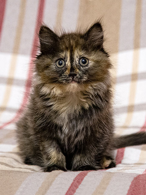 Инопланетянка Улька, домашний трехцветный котенок в добрые руки