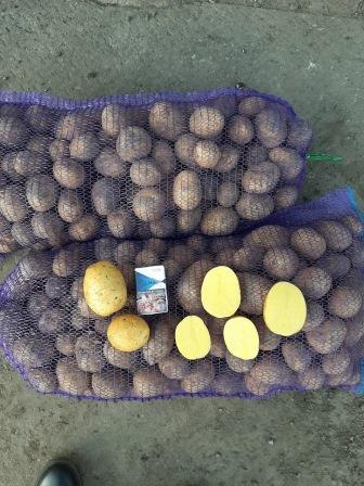 Картофель Гала, продовольственный и семенной