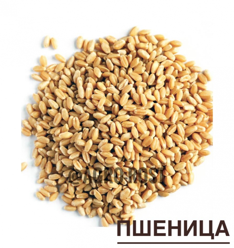 ПШЕНИЦА