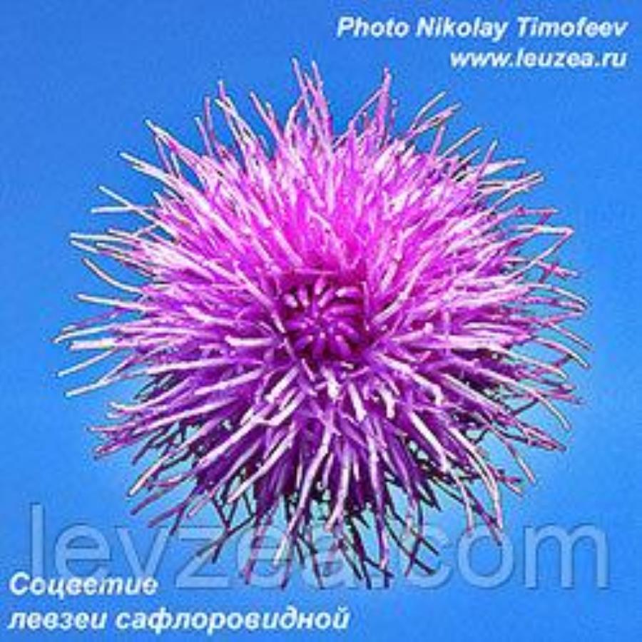 Aдаптoген Лeвзeя-пoрoшок 20 гр, 400 дoз