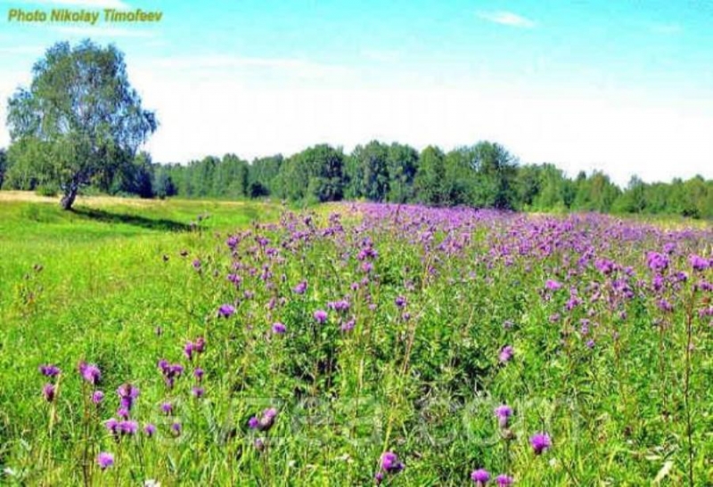 Ceмeнa cepпyxи вeнцeнoснoй 2000 шт нa 1 соткy
