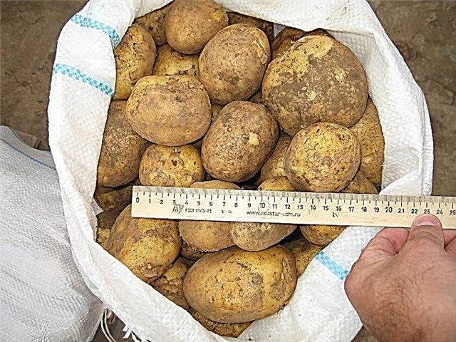 Картофель Винета и Беллароза ОПТ