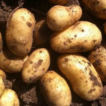 Продажа позднеспелого алтайского картофеля, моркови и свеклы на долгое хранение
