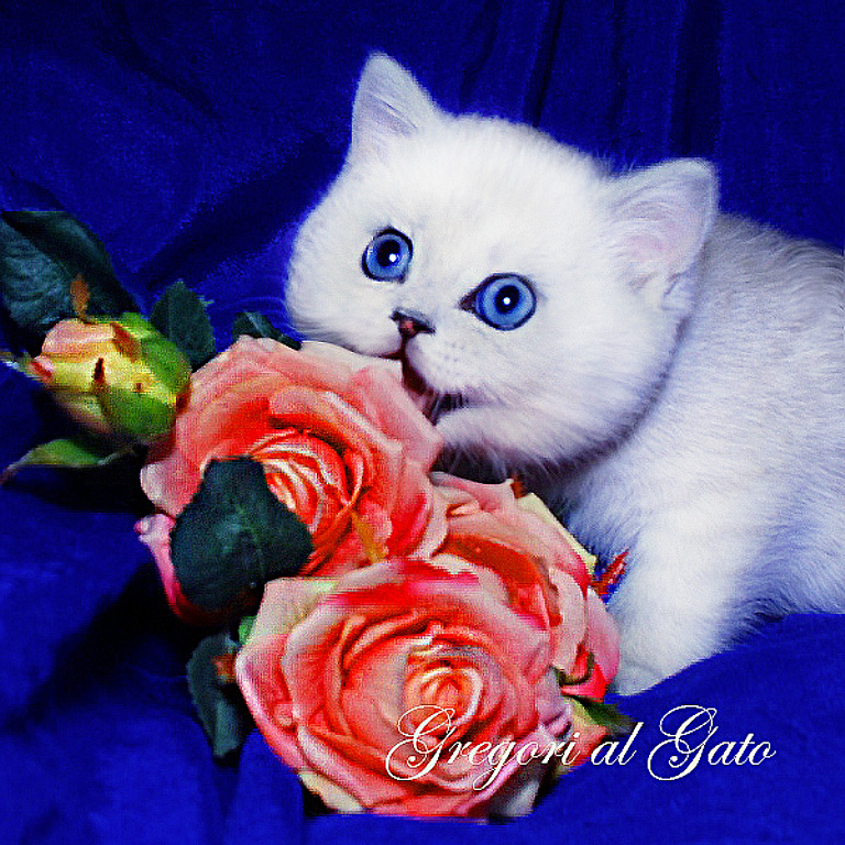 Британская Серебристая шиншилла котятки шоу класс