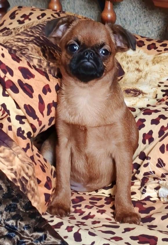 Красивый мальчик пти-брабансон