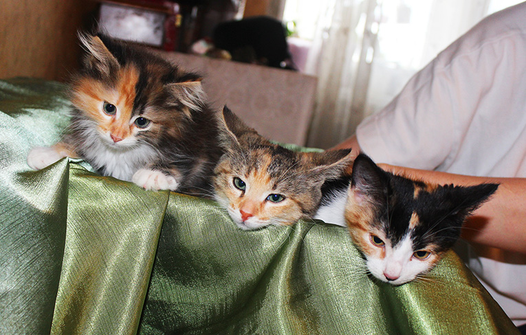 Три очаровательные трехцветные девочки, 2 месяца, ищут дом