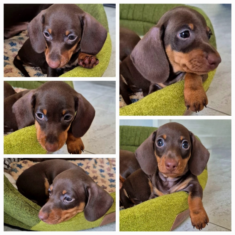 Такса миниатюрная- шоколадный щенок