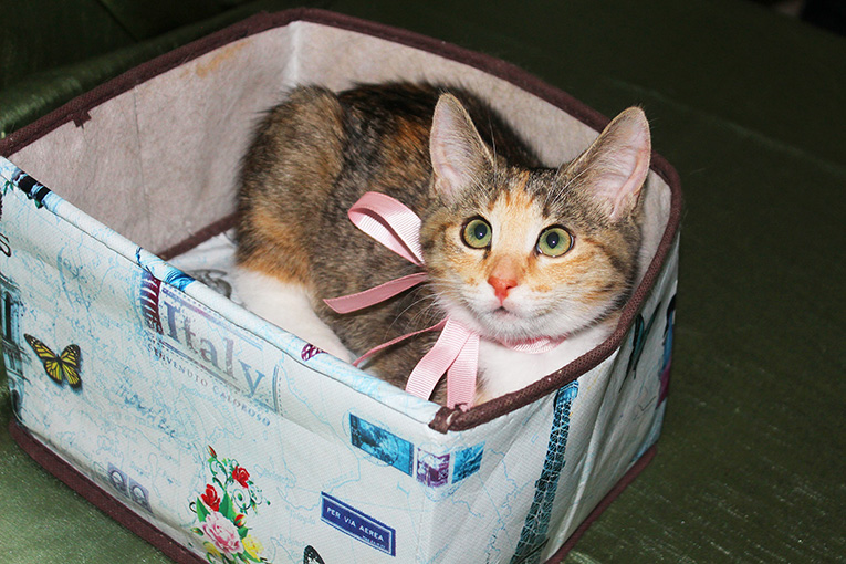 Котенок девочка трехцветная Флора, 2 месяца, ищет дом