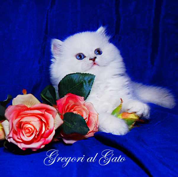 БЕЛОСНЕЖНАЯ ГОЛУБОГЛАЗАЯ БРИТАНСКАЯ ШИНШИЛЛА