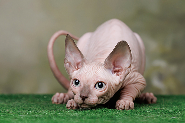 Вы любите кошек нежными, ласковыми, но с характером