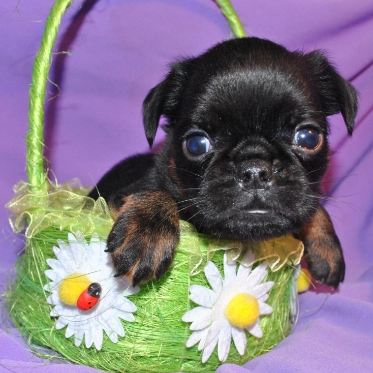 Мальчик пти-брабансон