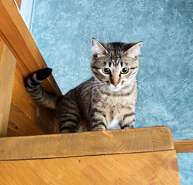 Юная нежная кошечка Ася в добрые руки