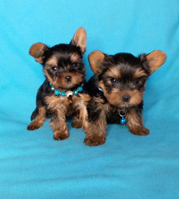 Мальчики йоркширскго терьера