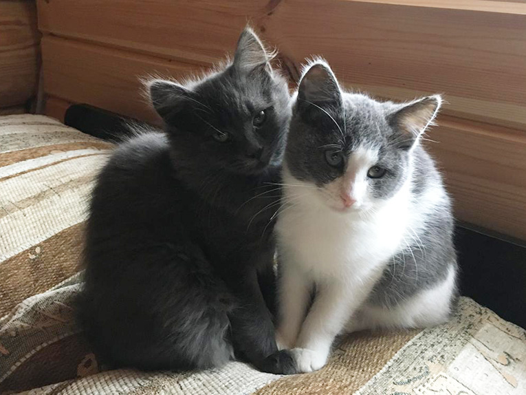 Красивые котята бесплатно в дар