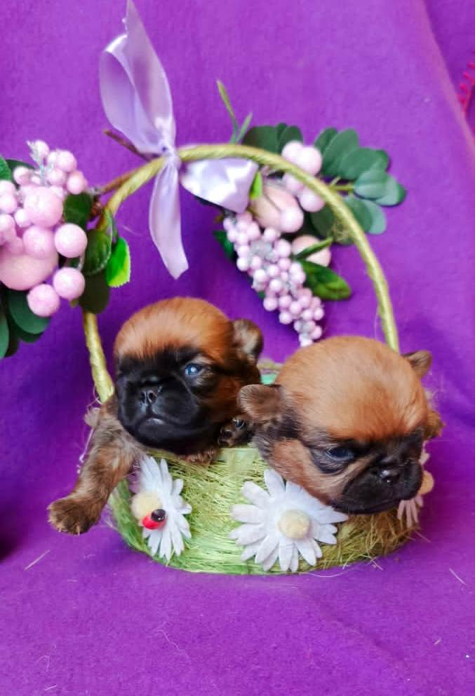 Щенки пти-брабансона